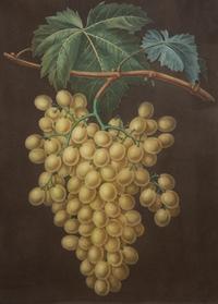 A Pair of English Hand-Colored Aquatint Engravings of Grapes