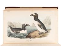 AUDUBON, John James (1785-1851). The Birds of America, from Drawings Made in the United States and their Territories . New York and Philadelphia: J.J. Audubon and J.B. Chevalier, [1839-] 1840-1844.
