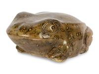 Bullfrog