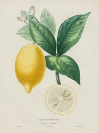 Three Hand Colored Citrus Fruit Engravings