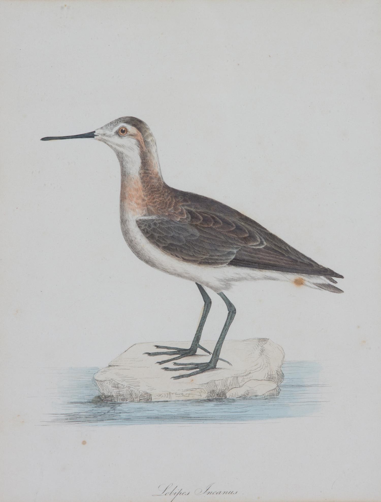 A Group of Six Ornithological Color Prints Framed 15 x 13 inches. — 20TH CENTURY