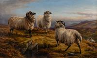 Charles Jones (British, 1836–1892) — Sheep, 1882