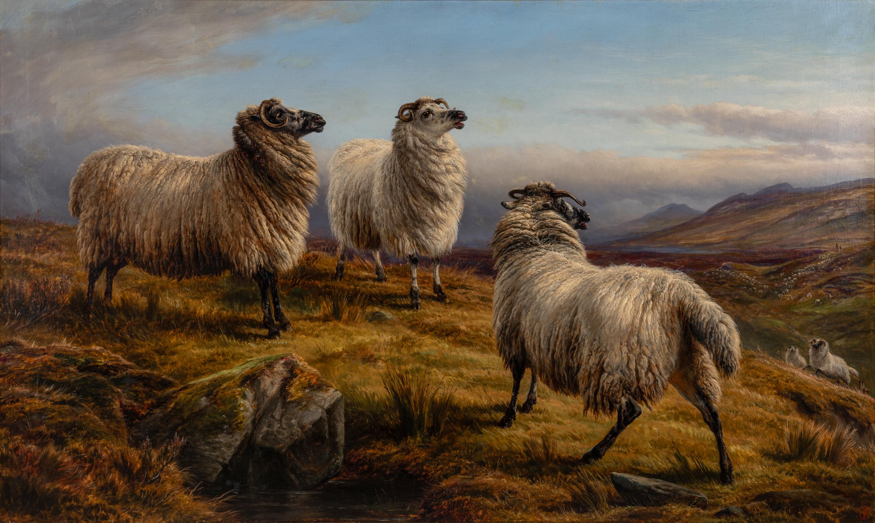 Charles Jones (British, 1836–1892) — Sheep, 1882