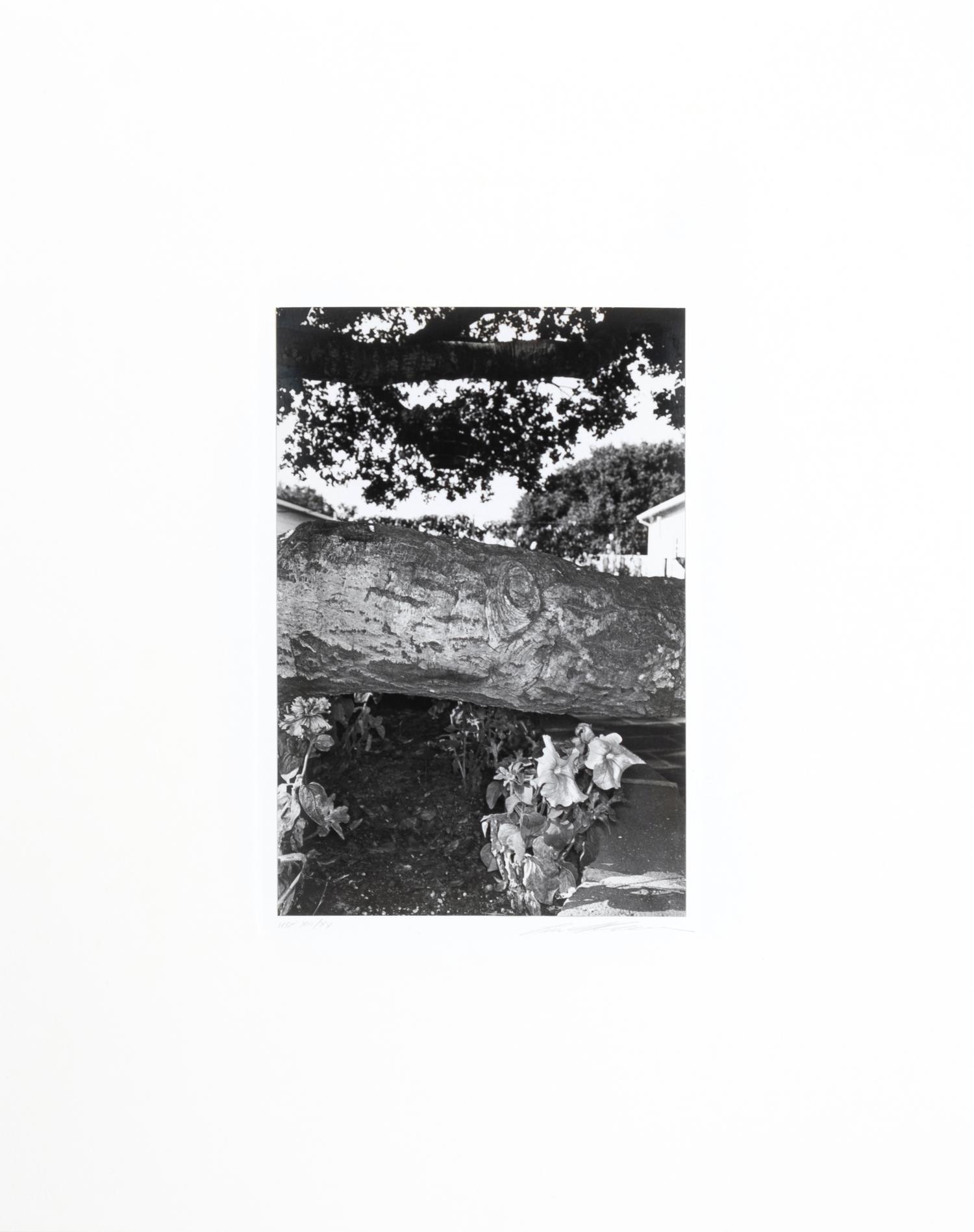 Photographs of Flowers