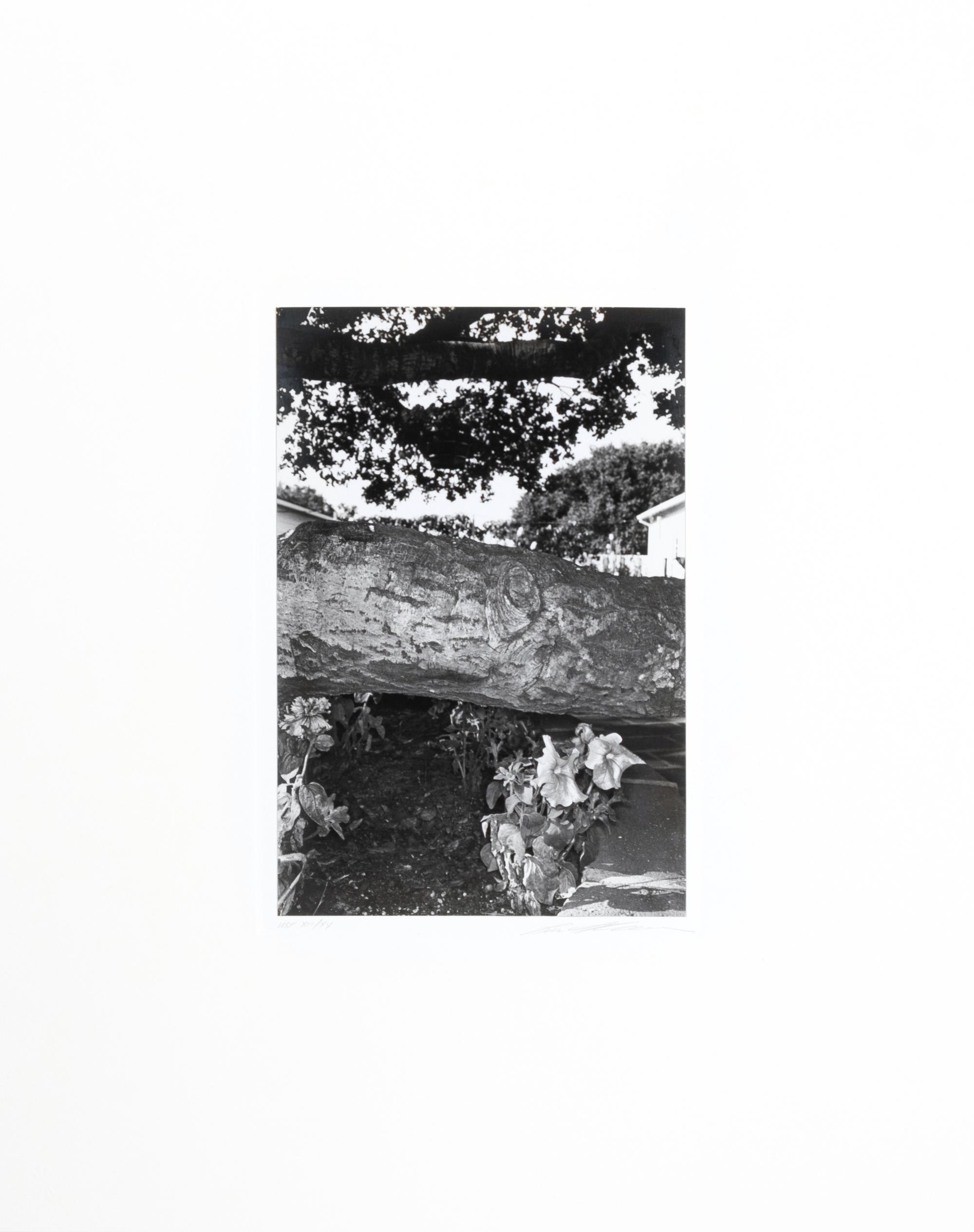 Photographs of Flowers