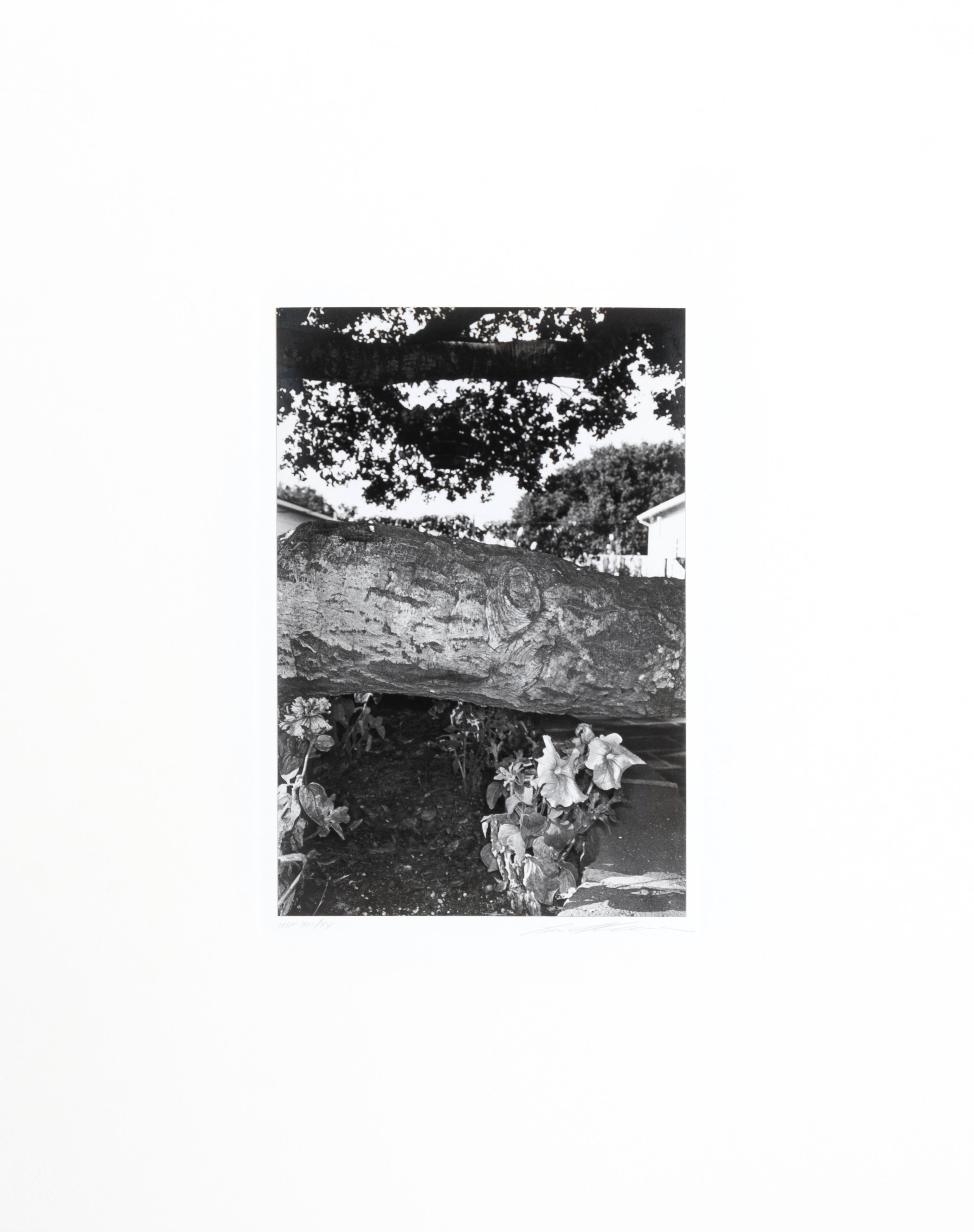 Photographs of Flowers
