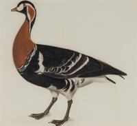 Red Breasted Bernicle, ca. 1819-32
