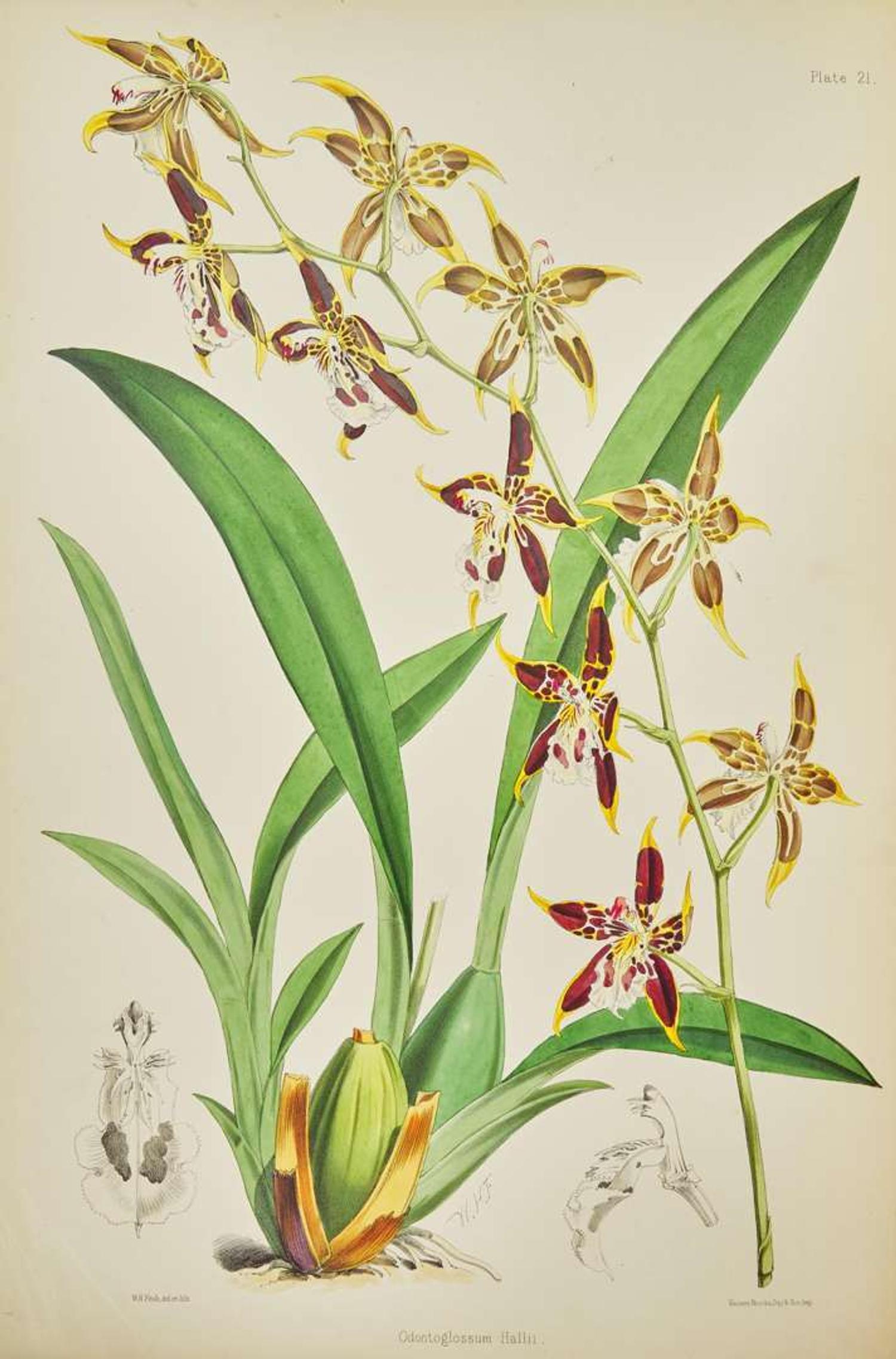 [Color-Plate Books] Bateman, James: A Monograph of the Odontoglossum