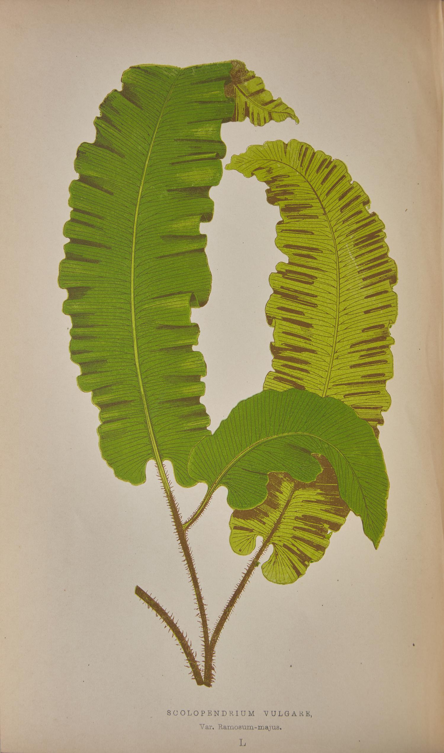 [Natural History] Lowe, E.J. Ferns: British and Exotic