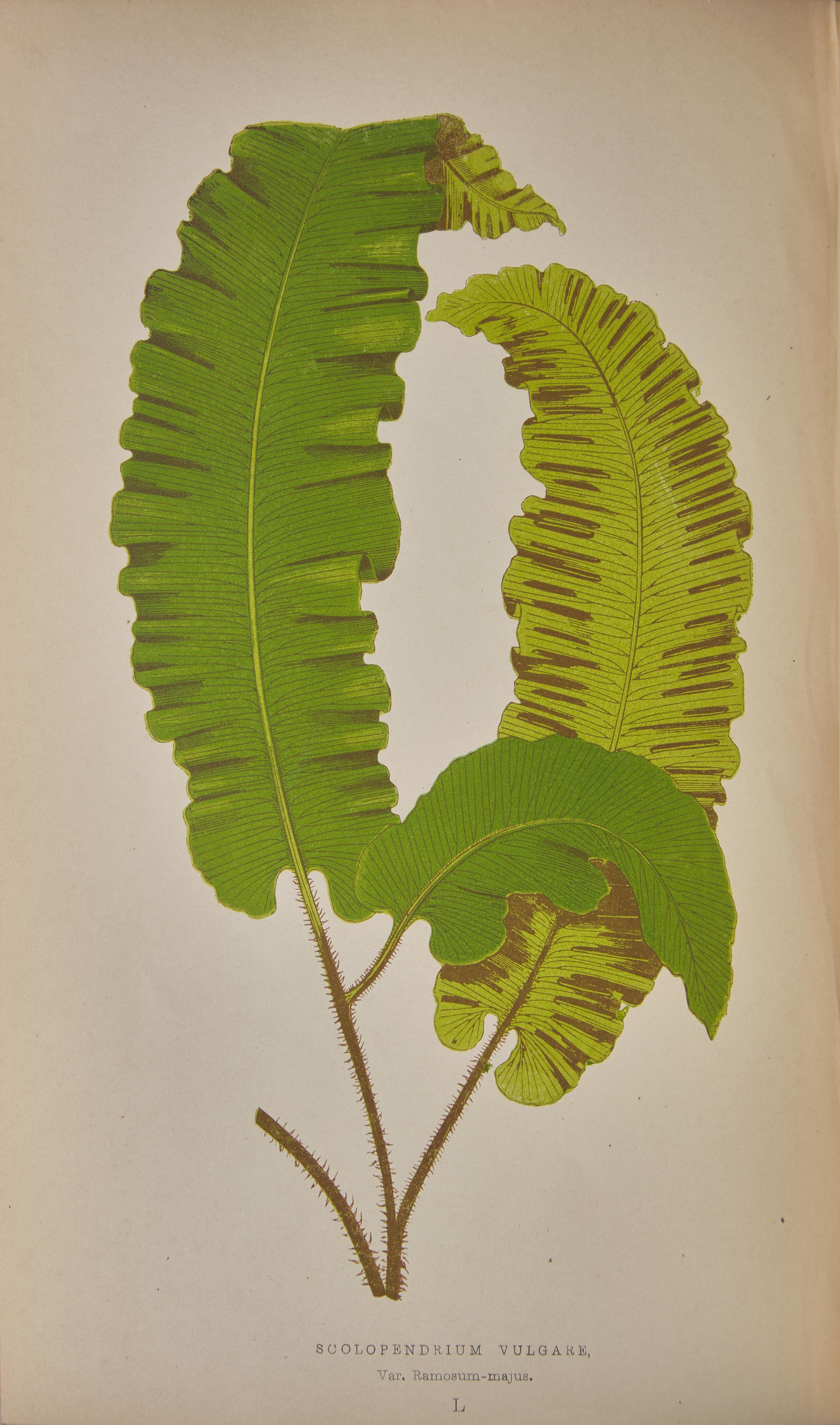 [Natural History] Lowe, E.J. Ferns: British and Exotic