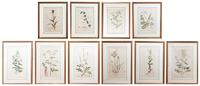 A Set of Ten Botanical Prints, Height 17 3/4 x width 10 inches.