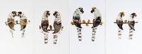 A Collection of Twelve Butterfly Pictures