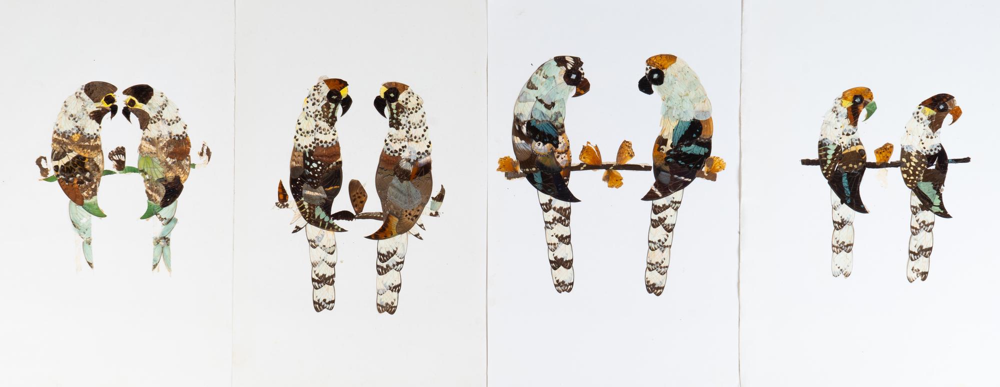 A Collection of Twelve Butterfly Pictures