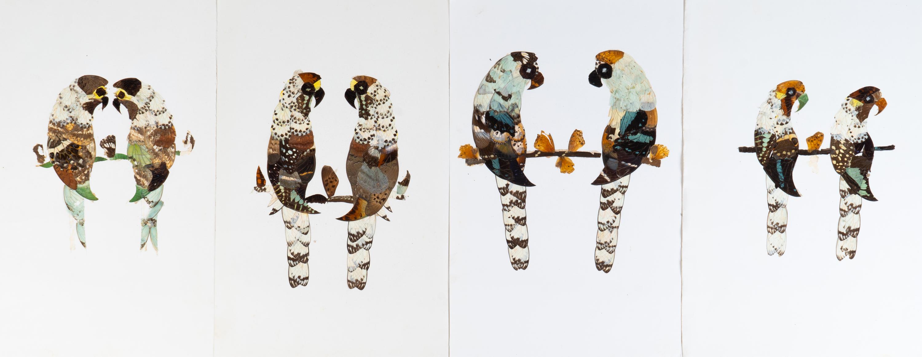A Collection of Twelve Butterfly Pictures