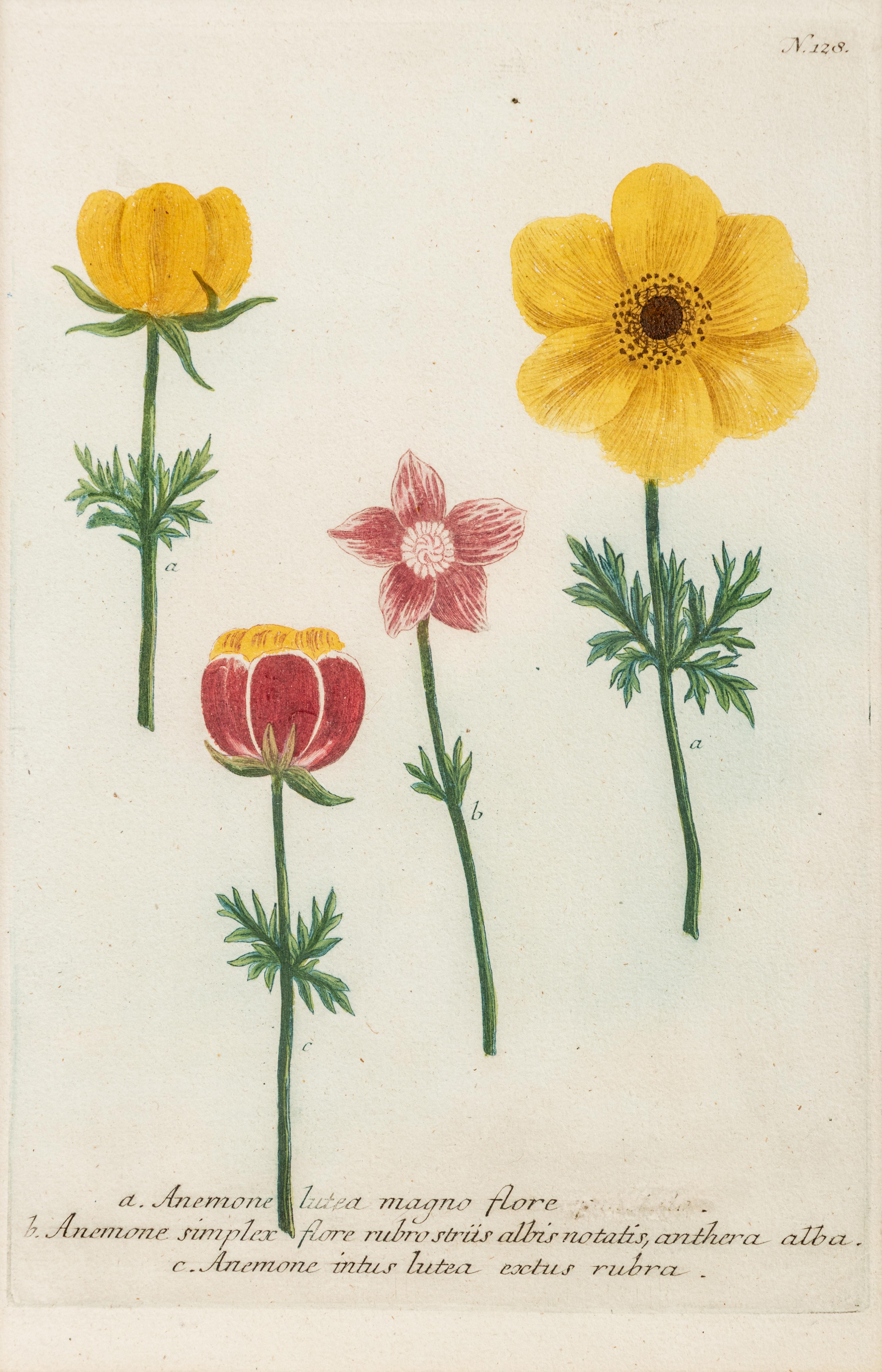 A Set of Six Hand-Colored Botanical Engravings