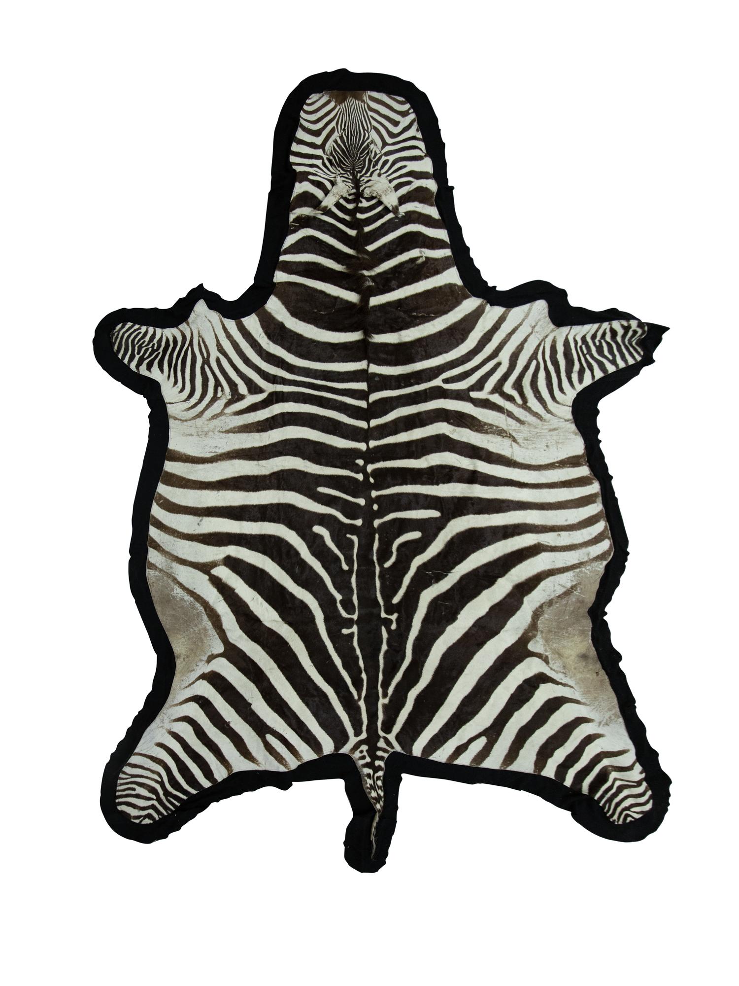A Zebra Stallion Skin Rug