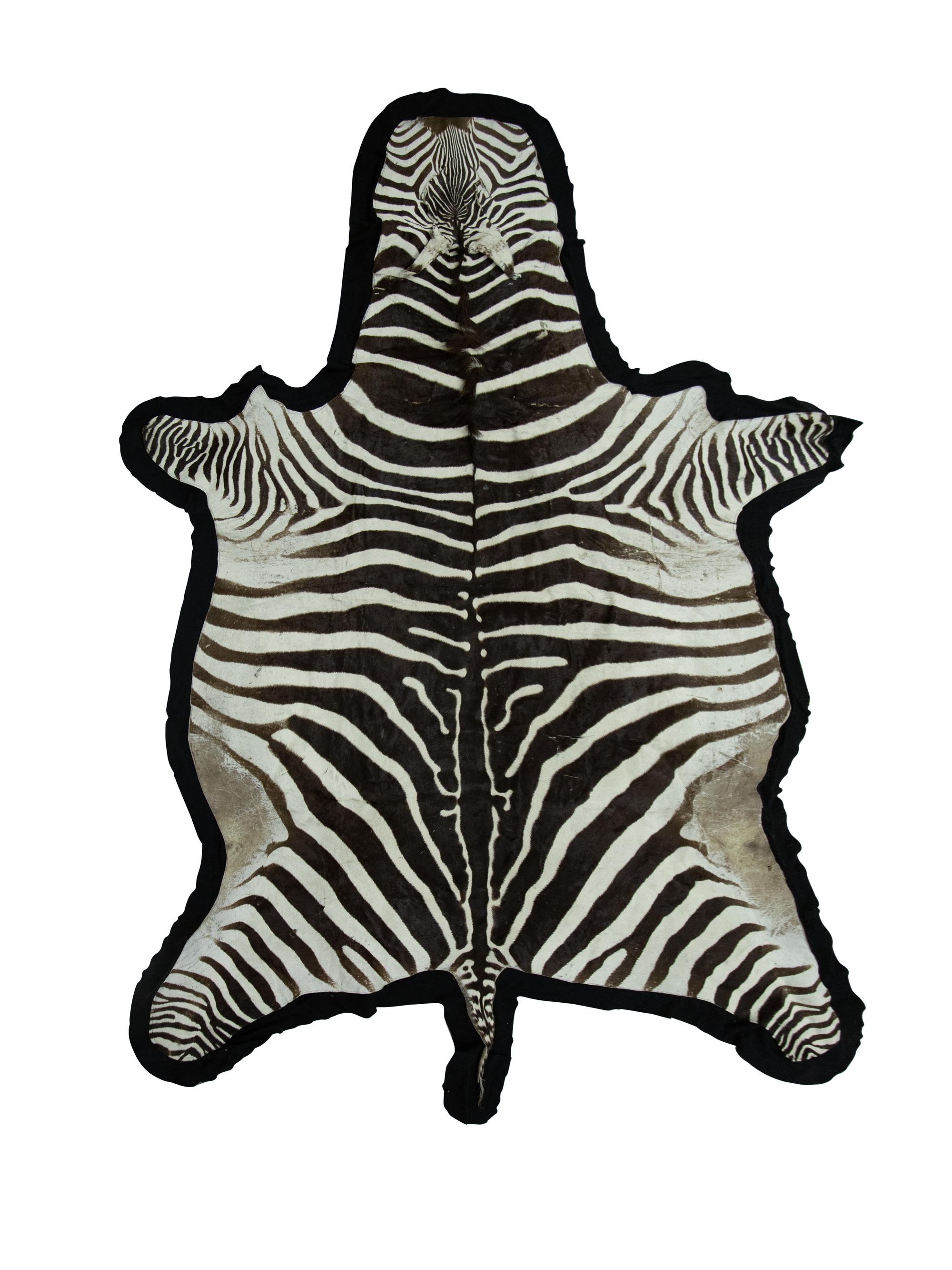 A Zebra Stallion Skin Rug
