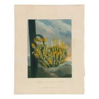 [Natural History] Thornton, Robert John. Group of 18 botanical plates from the 1812 quarto edition of "Temple of Flora"