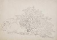 Plant Study with Boulder in Lovere and Landscape in Lovere (two works)