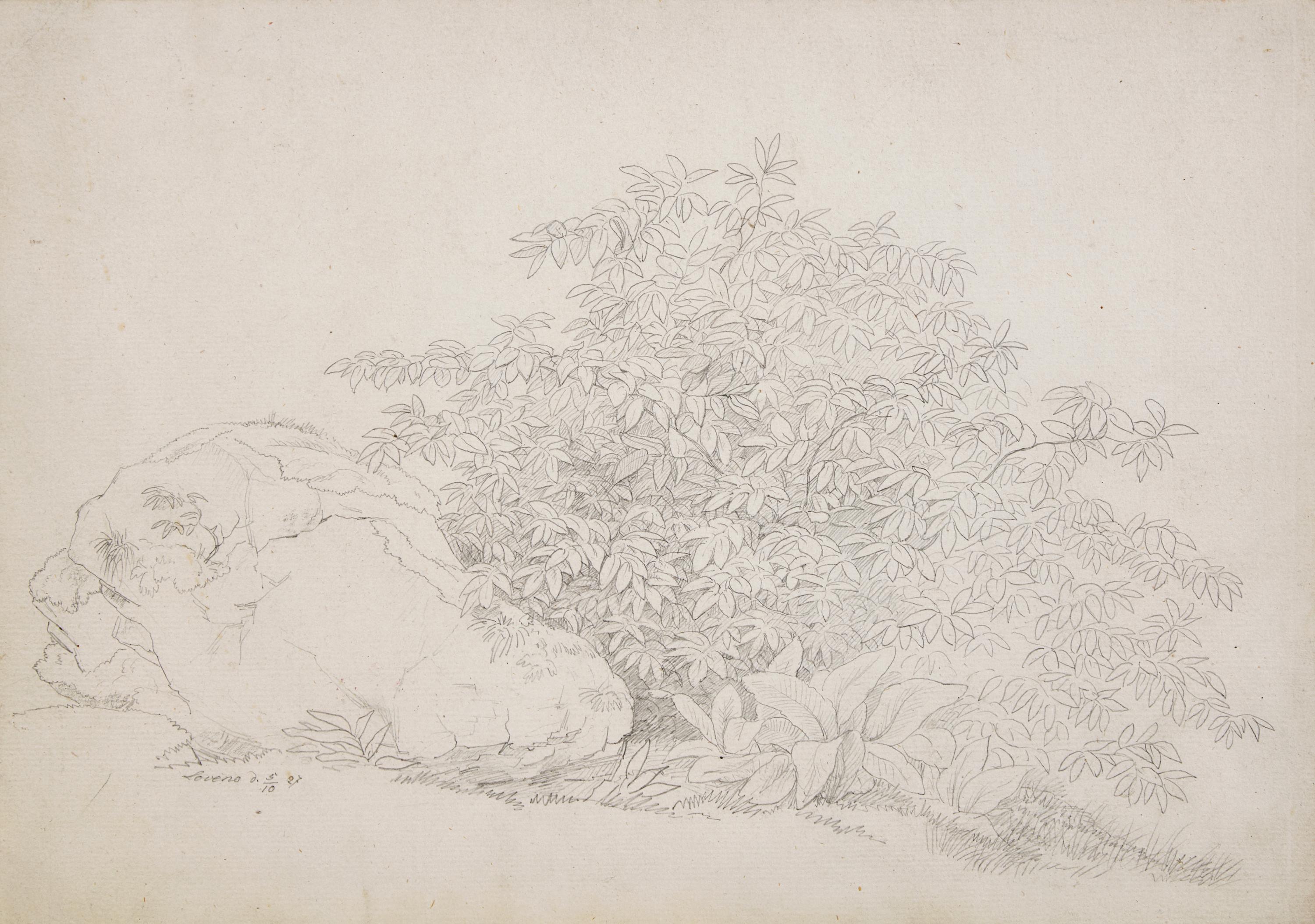 Plant Study with Boulder in Lovere and Landscape in Lovere (two works)