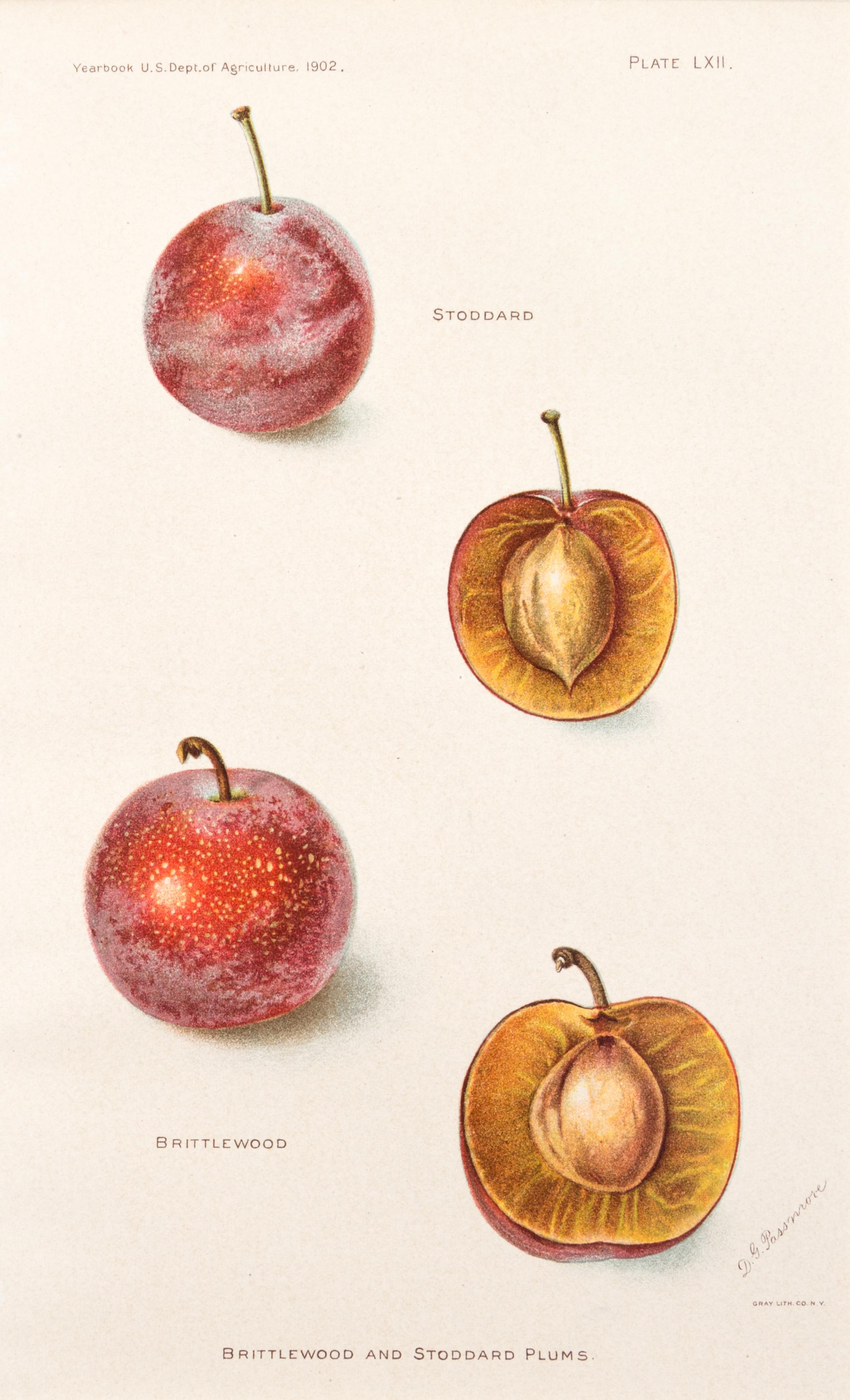 (BOTANY) US DEPARTMENT OF AGRICULTURE. A group of 20 chromolitho. plates of fruit and nuts.