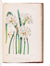 BURBIDGE, Frederick William Thomas (1847-1905). The Narcissus; its History and Culture . London; L. Reeve & Co., 1875.