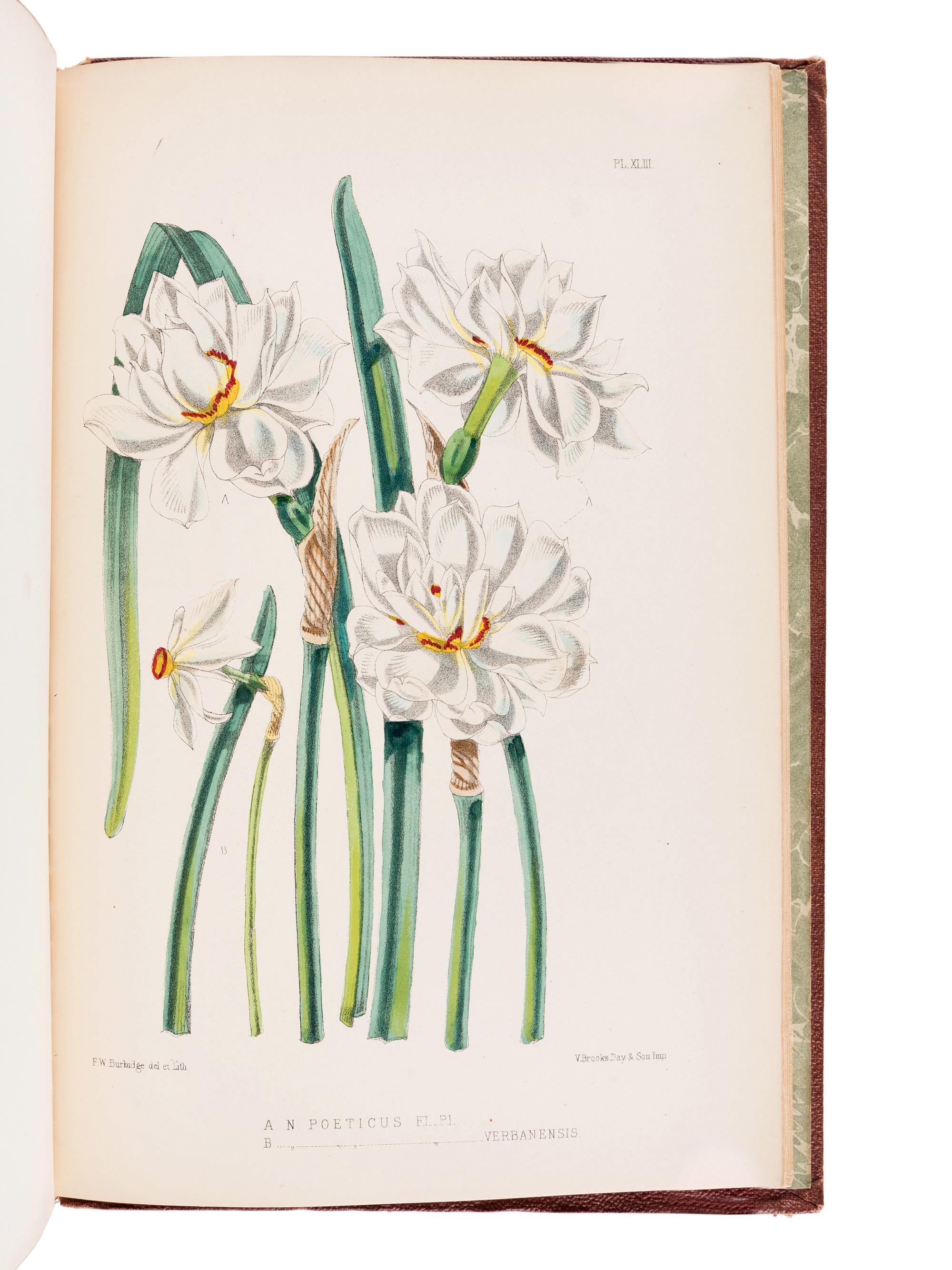 BURBIDGE, Frederick William Thomas (1847-1905). The Narcissus; its History and Culture . London; L. Reeve & Co., 1875.