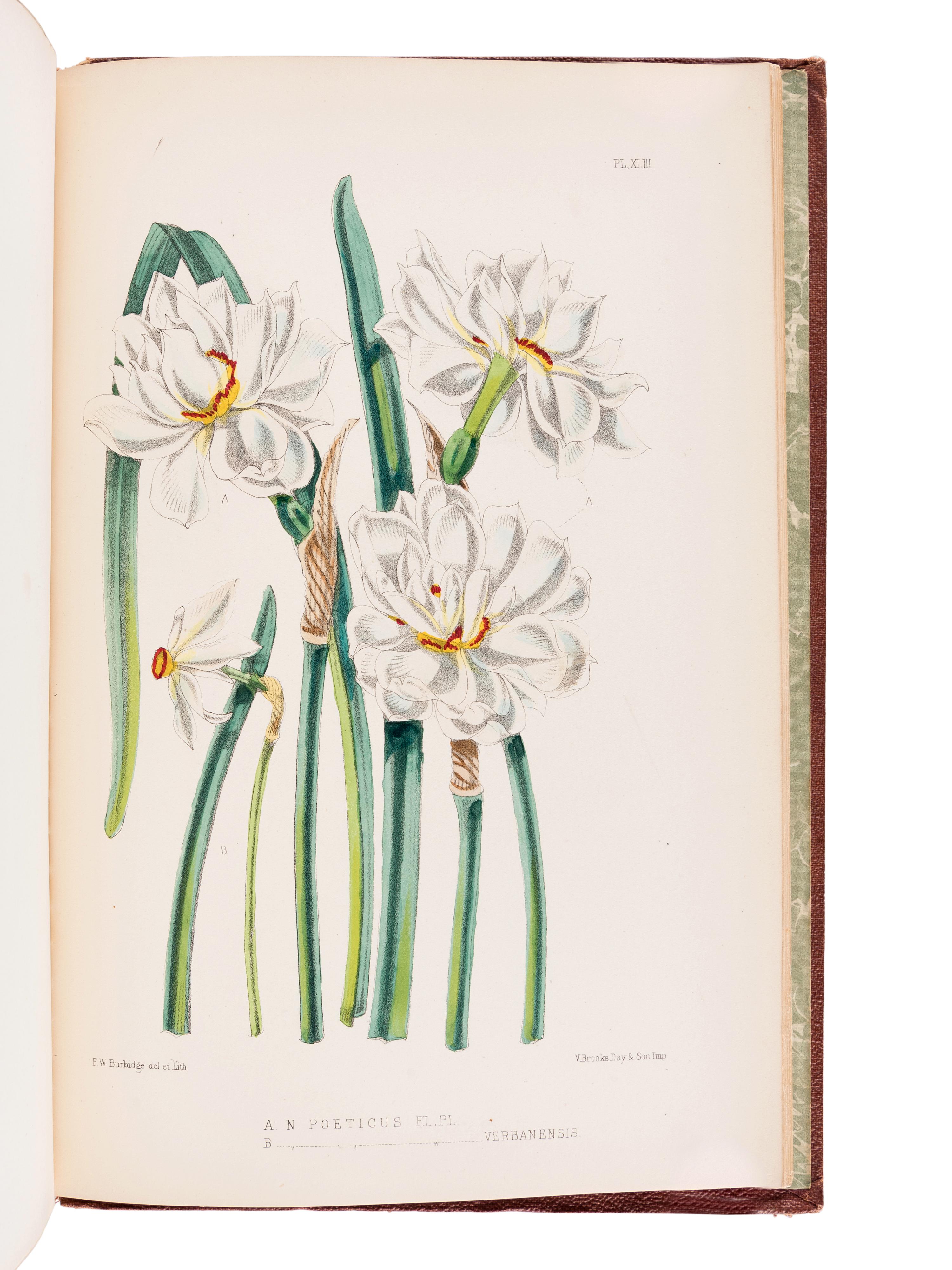 BURBIDGE, Frederick William Thomas (1847-1905). The Narcissus; its History and Culture . London; L. Reeve & Co., 1875.