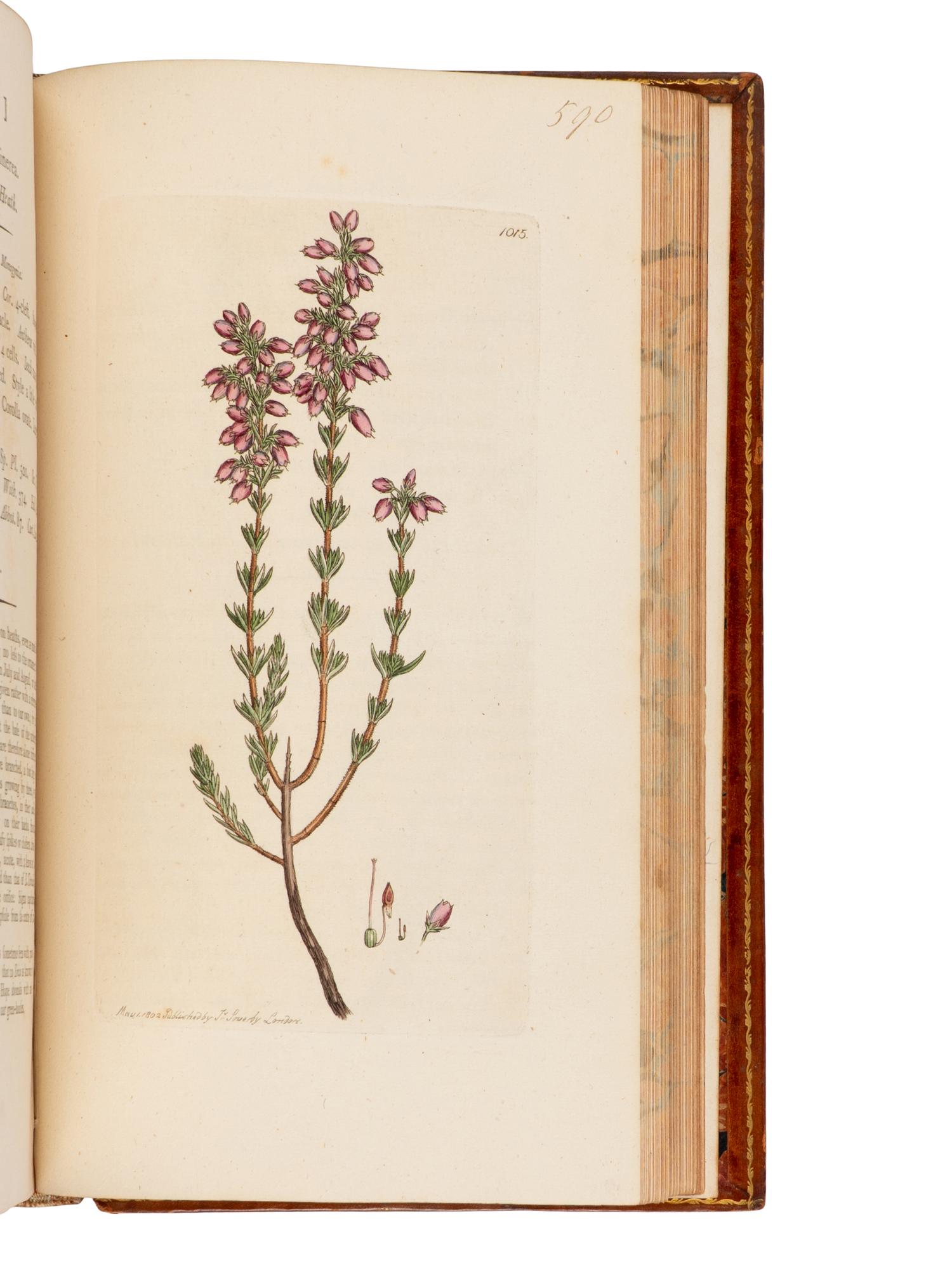 [Natural History] Sowerby, James. English Botany; or, Coloured Figures of British Plants ...