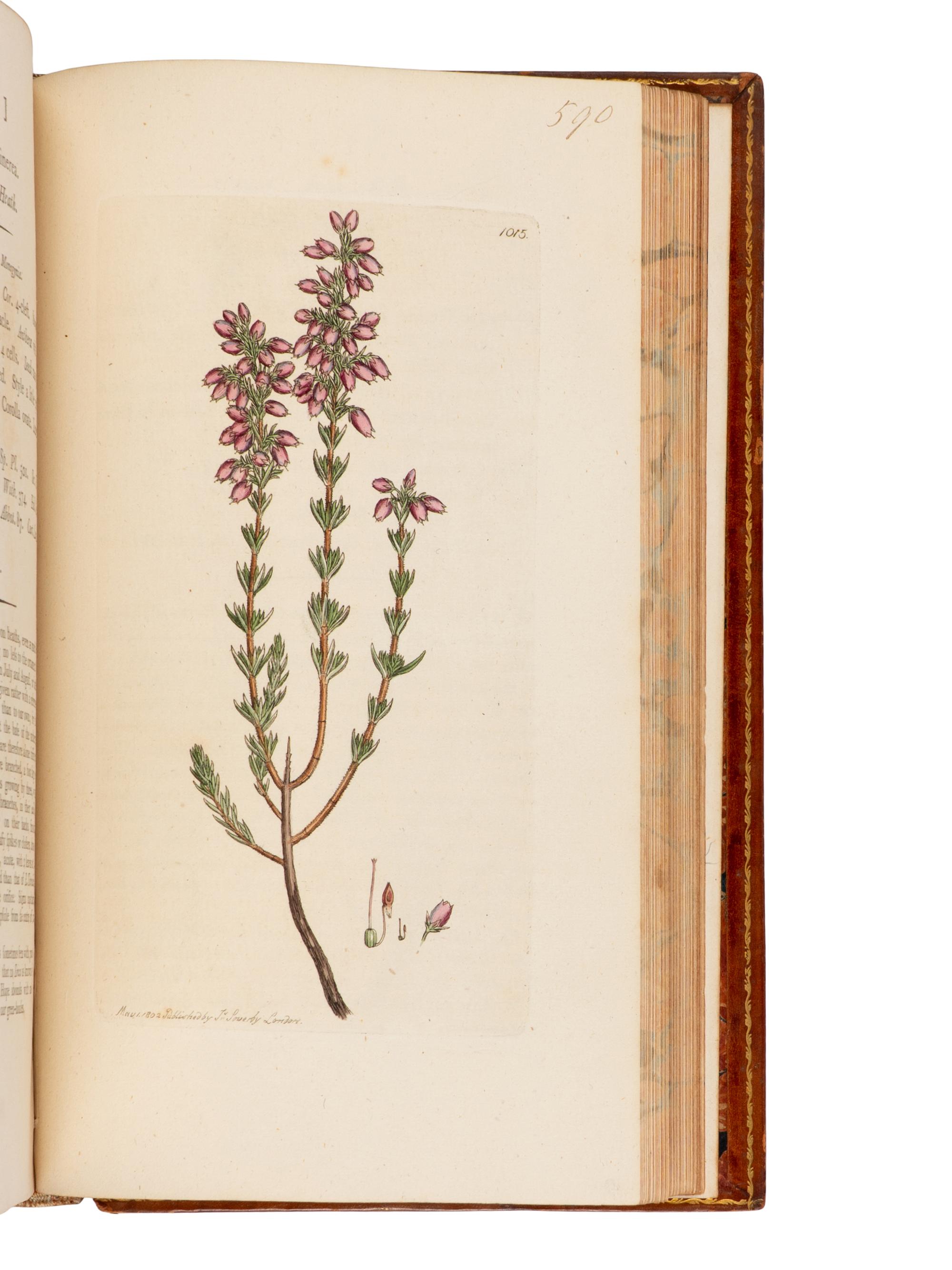 [Natural History] Sowerby, James. English Botany; or, Coloured Figures of British Plants ...