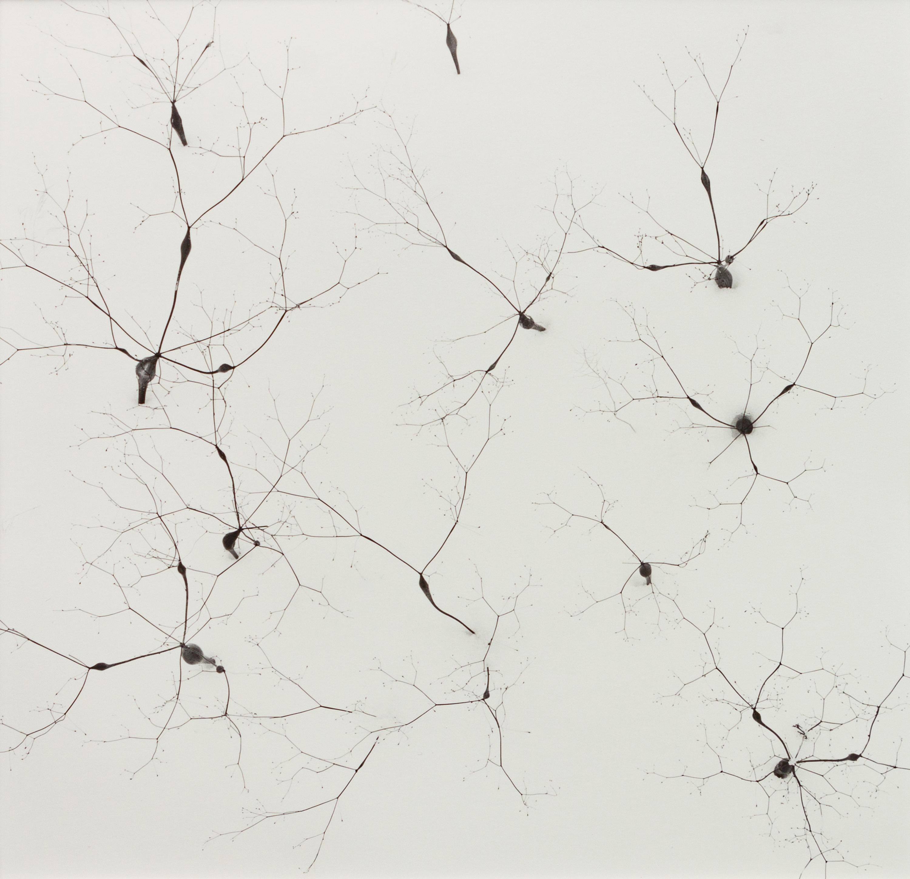 A group of four photographs ( Moqui Marbles, Arizona; Sumacs in Snow, North Conway, New Hampshire; Desert Trumpet in Snow, Utah; Untitled - Snow Covered Trees on Hillside )