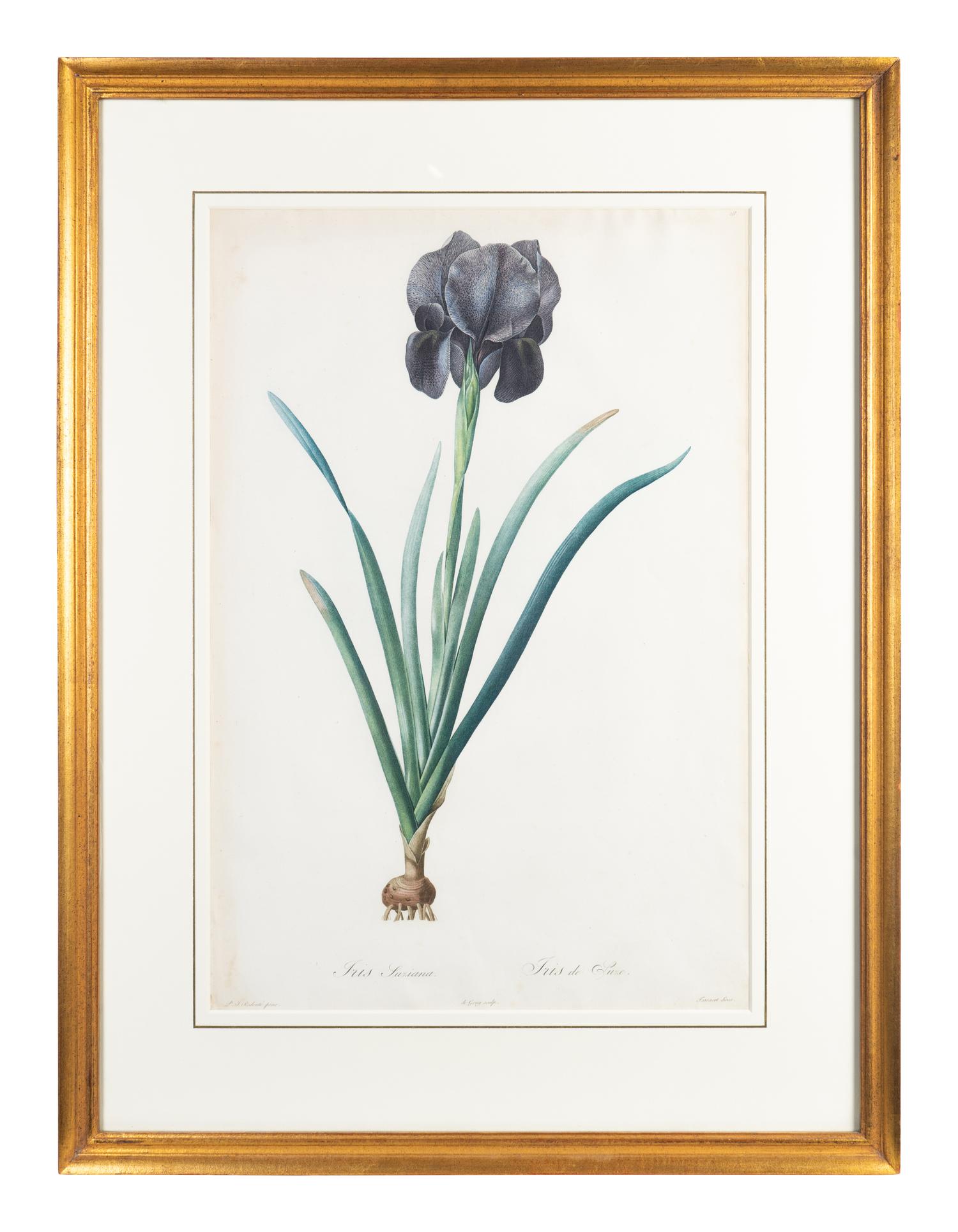 Six Colored Botanical Engravings