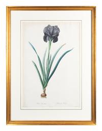 Six Colored Botanical Engravings