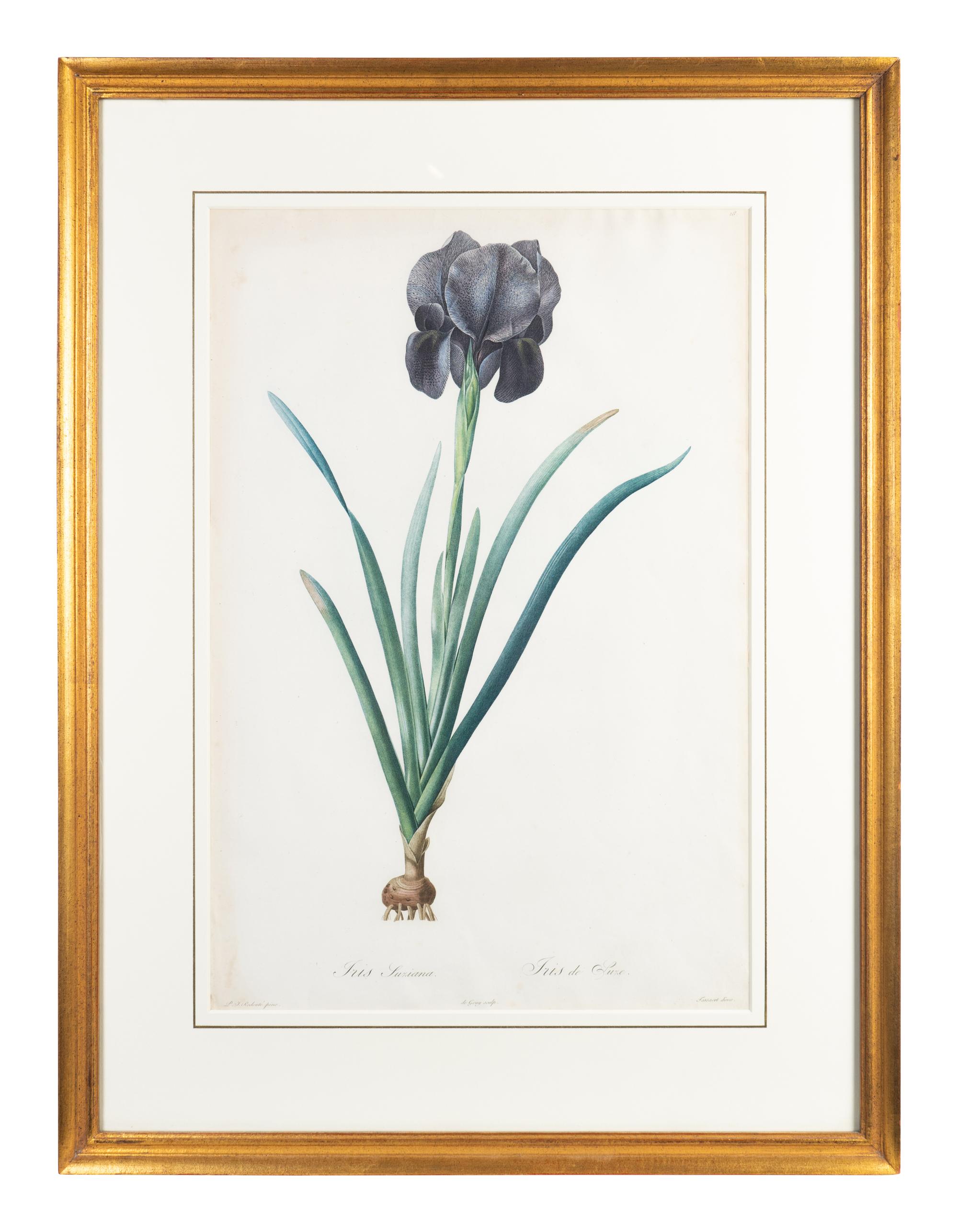 Six Colored Botanical Engravings