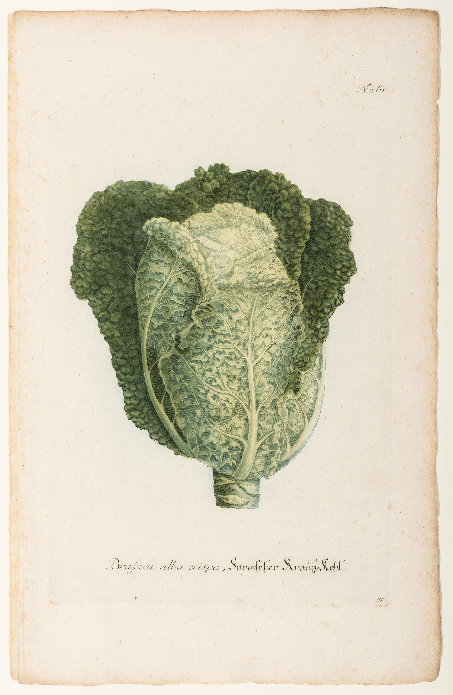 Nine Vegetable Aquatints