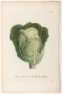 Nine Vegetable Aquatints