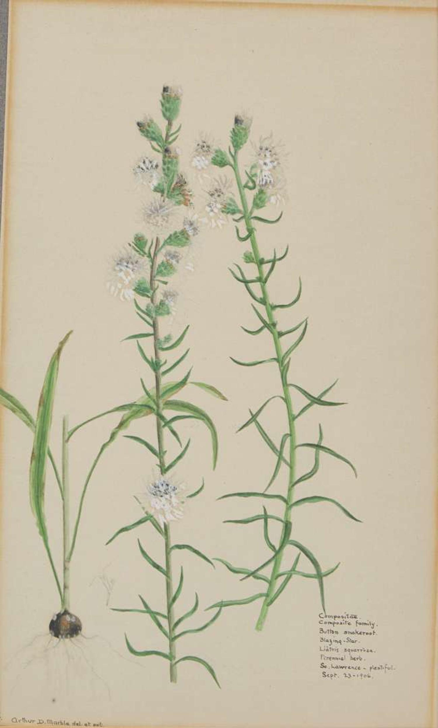 A group of four botanical watercolor drawings, 19th / 20th century