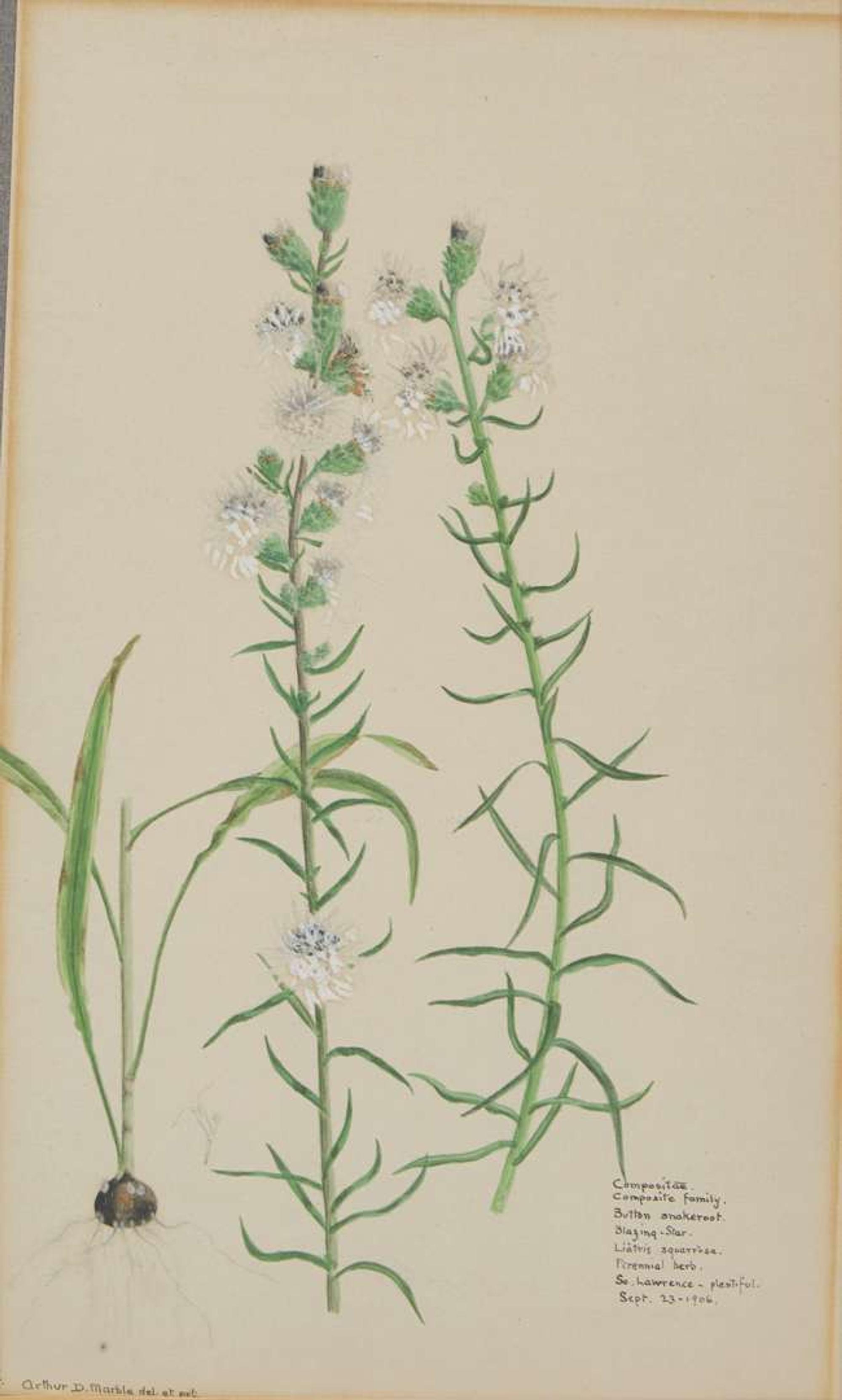 A group of four botanical watercolor drawings, 19th / 20th century
