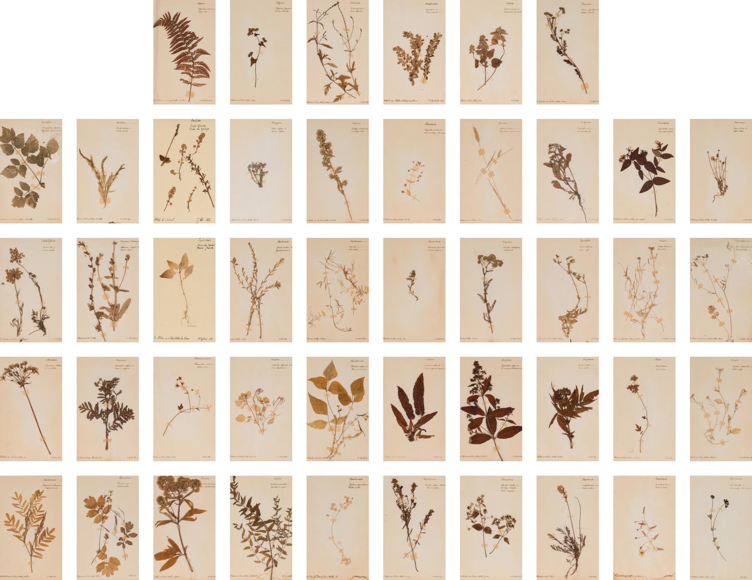 A Set of Forty-Six French Framed Botanical Specimens