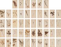 A Set of Forty-Six French Framed Botanical Specimens