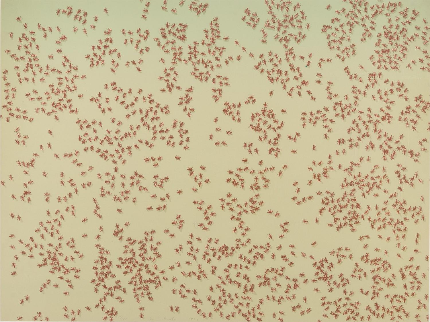 Red Ants (from Insects Portfolio )