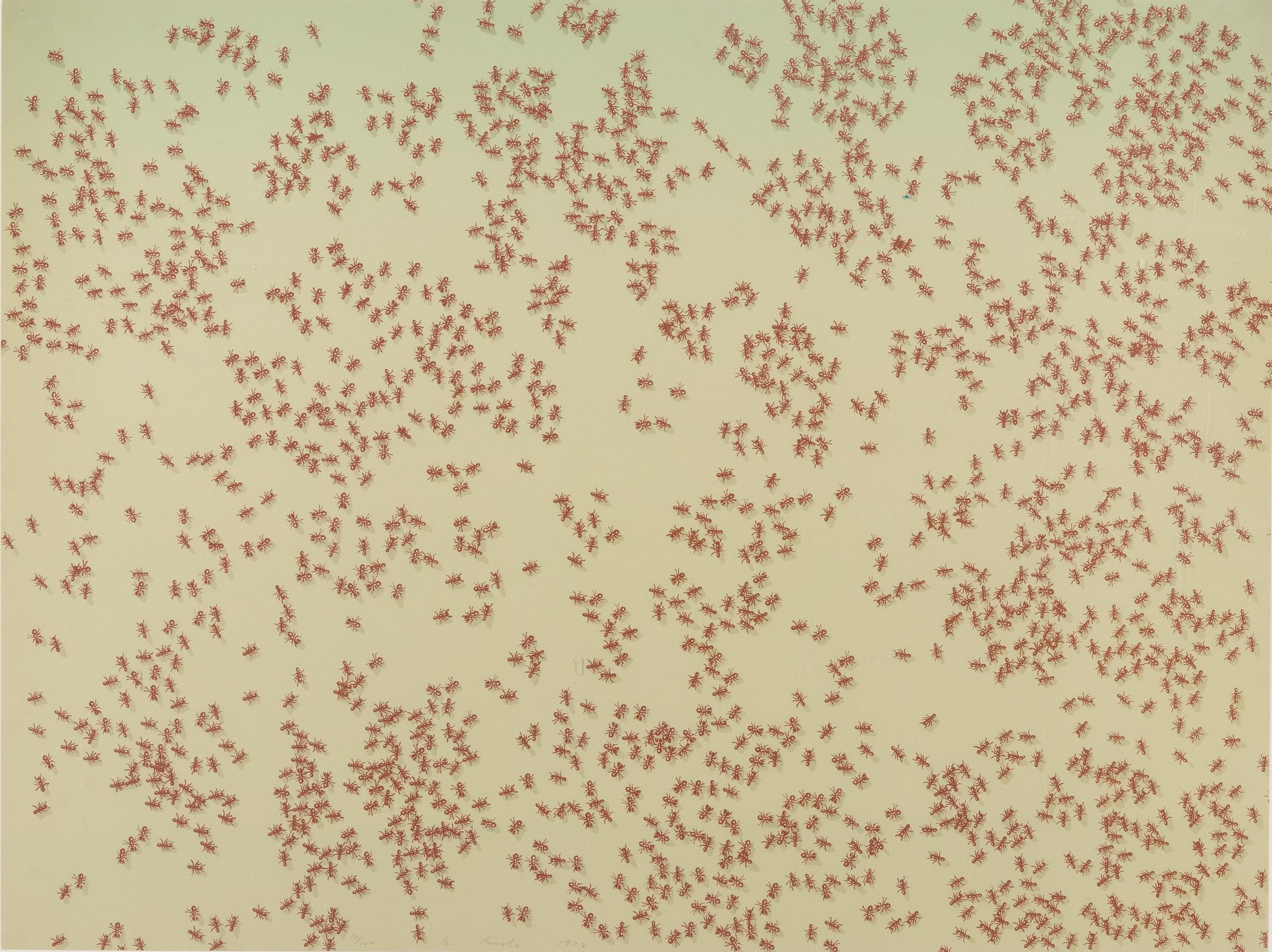 Red Ants (from Insects Portfolio )