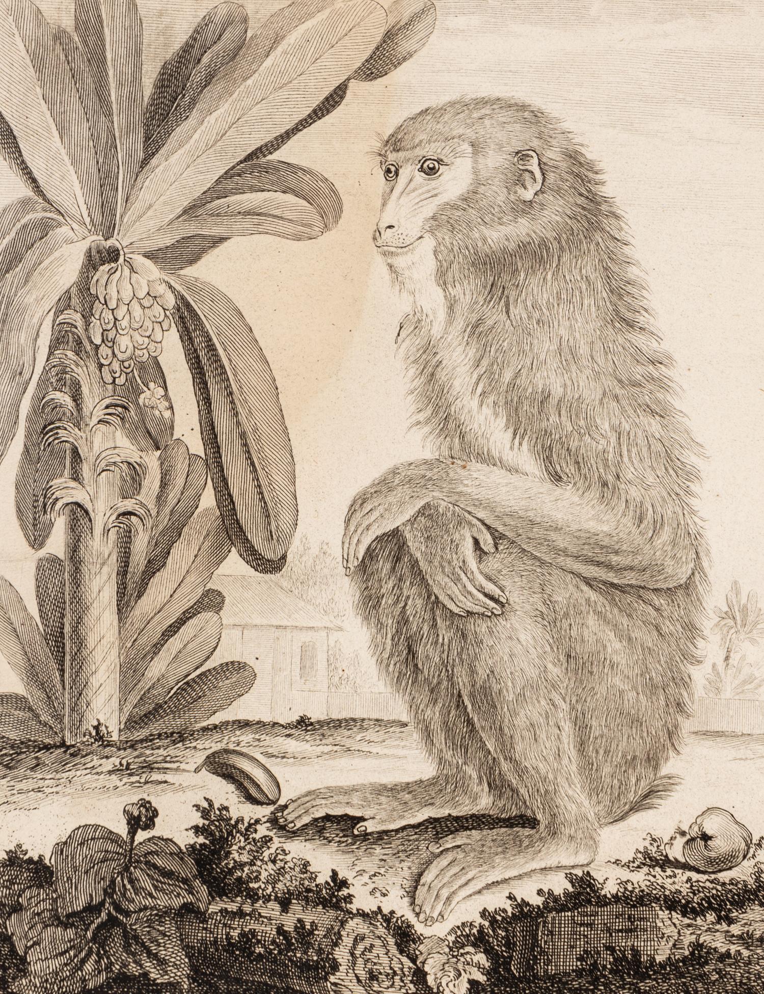 A Collection of Twelve Georges-Louis Leclerc Monkey Engravings from Histoire Naturelle