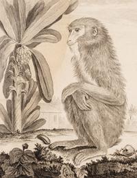 A Collection of Twelve Georges-Louis Leclerc Monkey Engravings from Histoire Naturelle