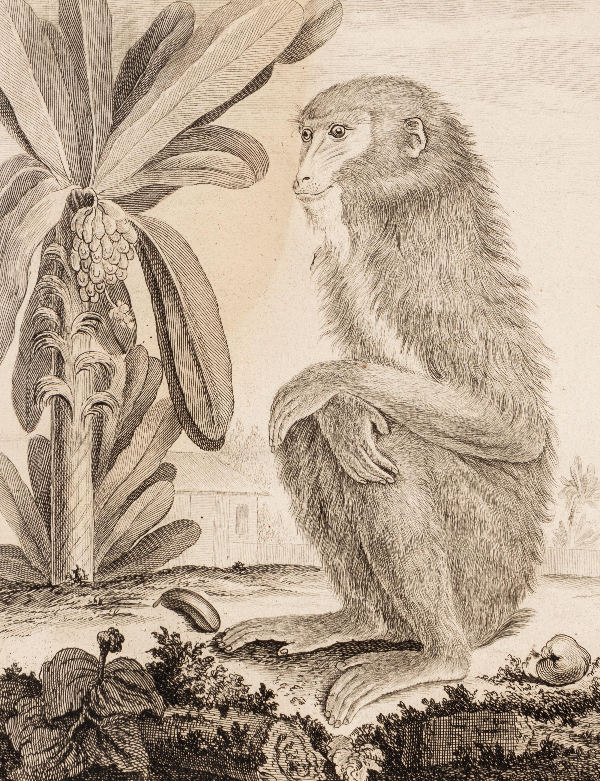 A Collection of Twelve Georges-Louis Leclerc Monkey Engravings from Histoire Naturelle
