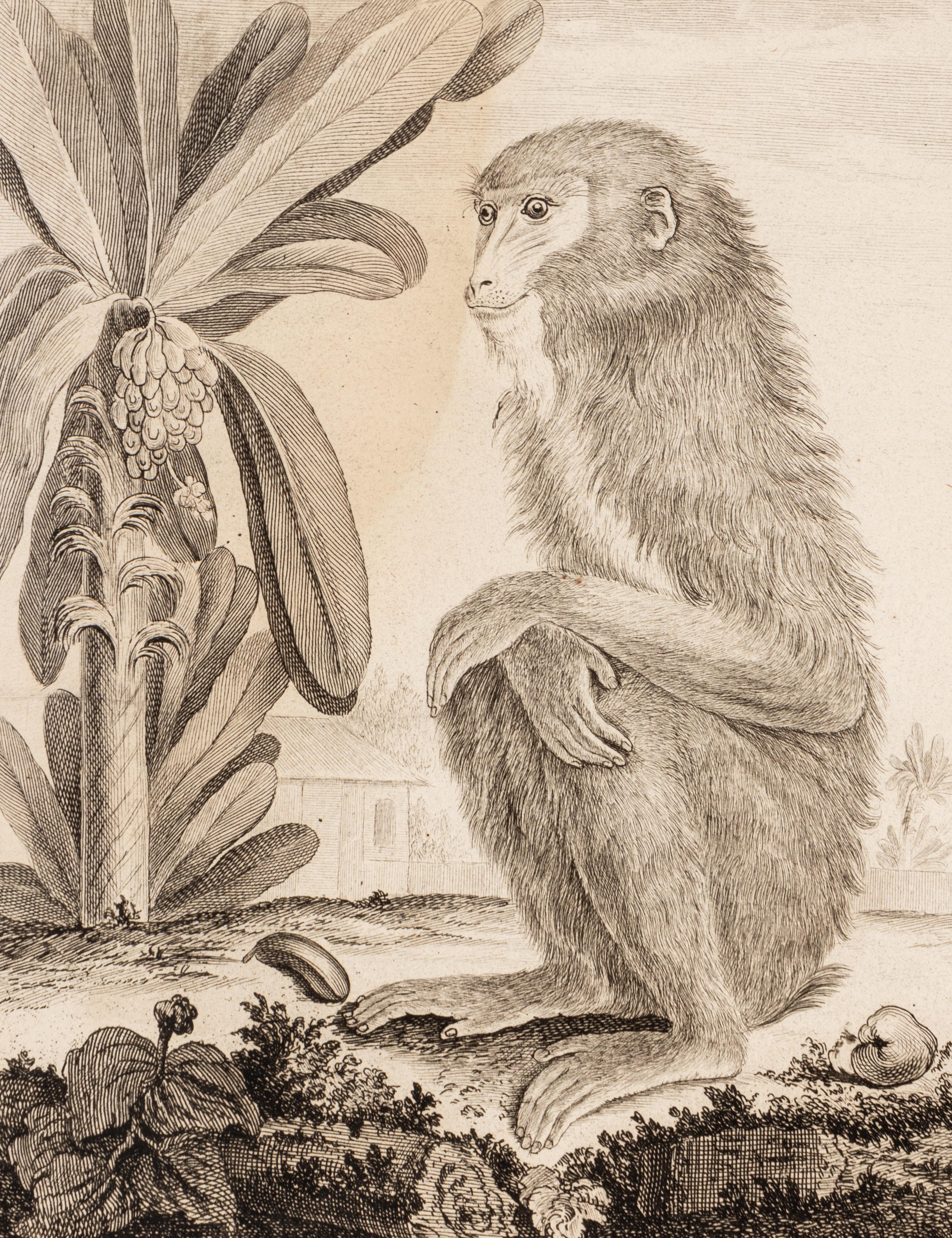 A Collection of Twelve Georges-Louis Leclerc Monkey Engravings from Histoire Naturelle