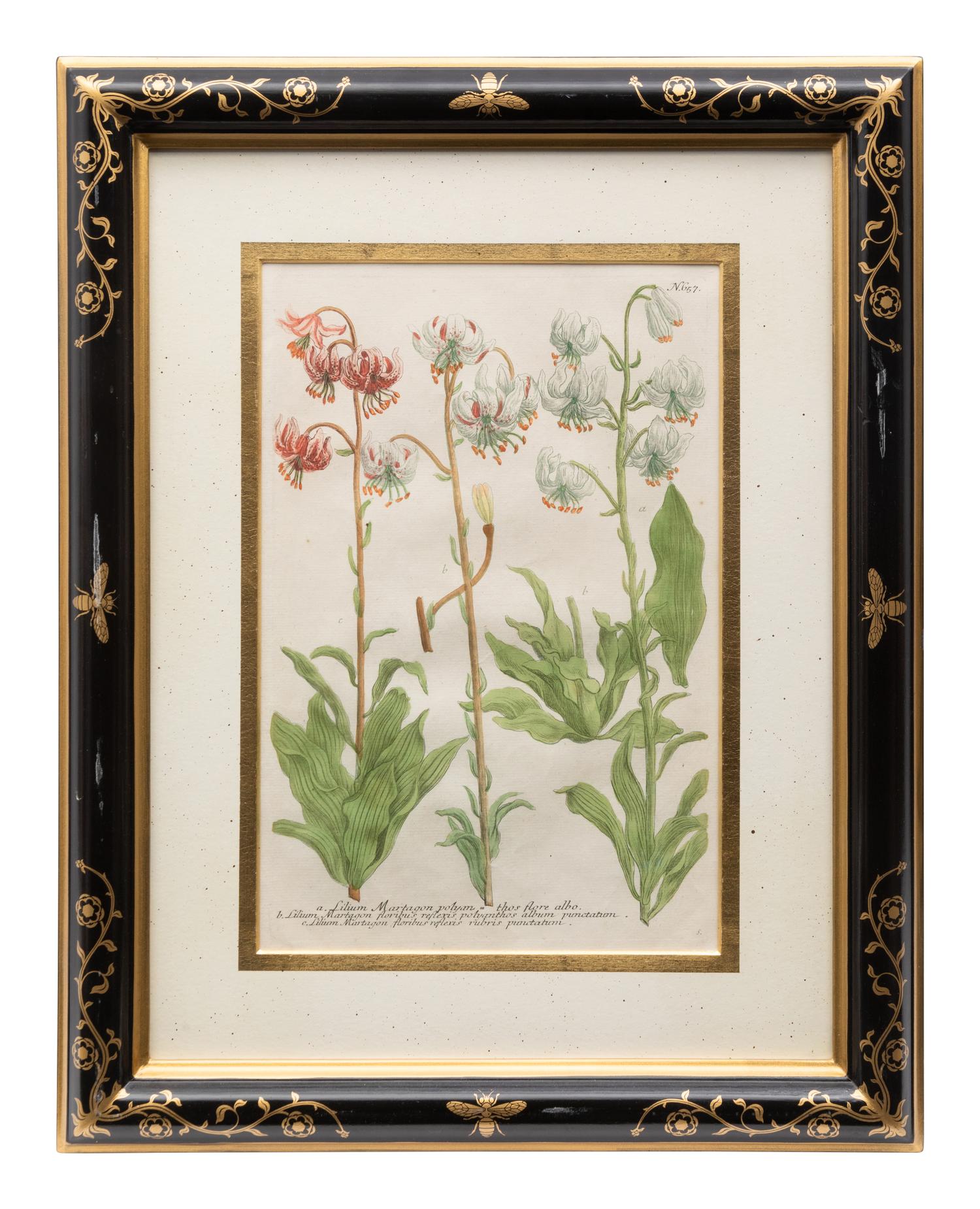 A Group of Johannes Weinamann Botanical Prints from Phytanthoza Iconographia (1737-1745)