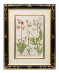 A Group of Johannes Weinamann Botanical Prints from Phytanthoza Iconographia (1737-1745)