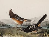 AUDUBON, John James (1785-1852) et al, after A group of 10 octavo-format prints, comprising:
