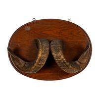 A Taxidermy Ram Horn Wall Mount